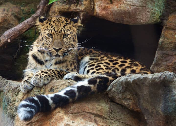 Two Amur leopards are now on exhibit at the Beardsley Zoo. 