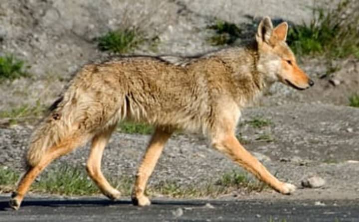 Officials in New Castle and Greenburgh have issued warnings about coyotes, and are starting to develop plans and policies to curtail them.