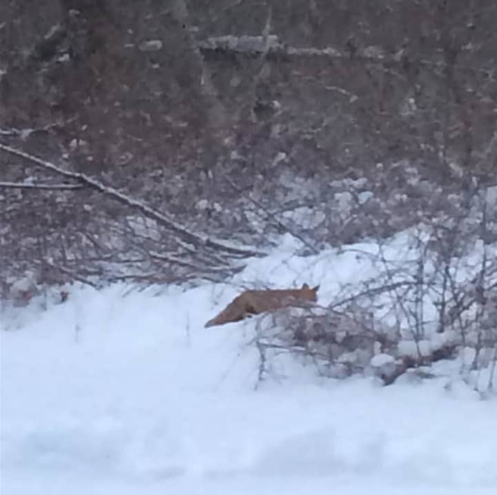An animal walking through the snow on Monday afternoon. It is not known what species the animal is.