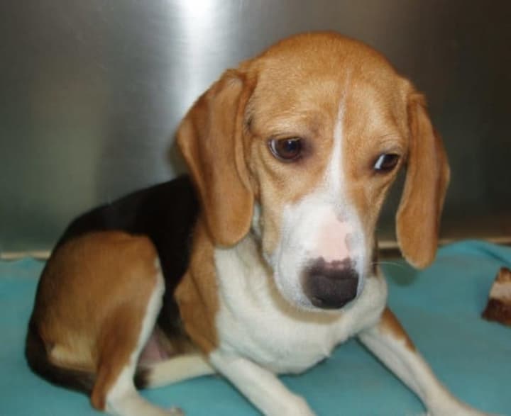 This beagle was found Jan.14 on Mahopac Avenue in Somers. 