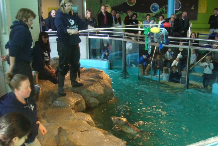Polly the seal prepares to pick a target held by aquarist Ellen Riker while being instructed by aquarist Vicki Sawyer at the Maritime Aquarium in Norwalk.