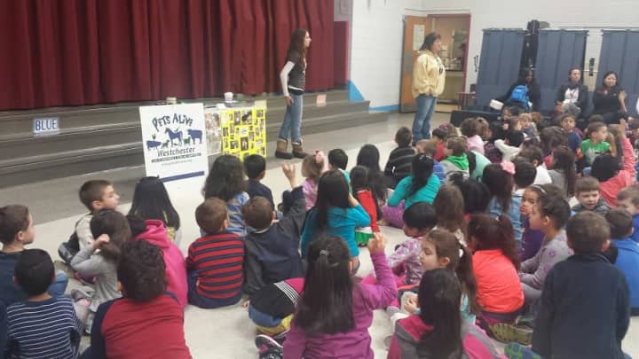 Virginia Road Elementary School students listened to a presentation on cats and dogs by representatives from Pets Alive Westchester.