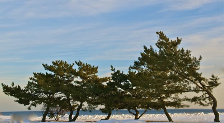 The evergreens near the coastline at Sherwood Island State Park are in sharp contrast to the bright sky, white snow and Sound waters. 