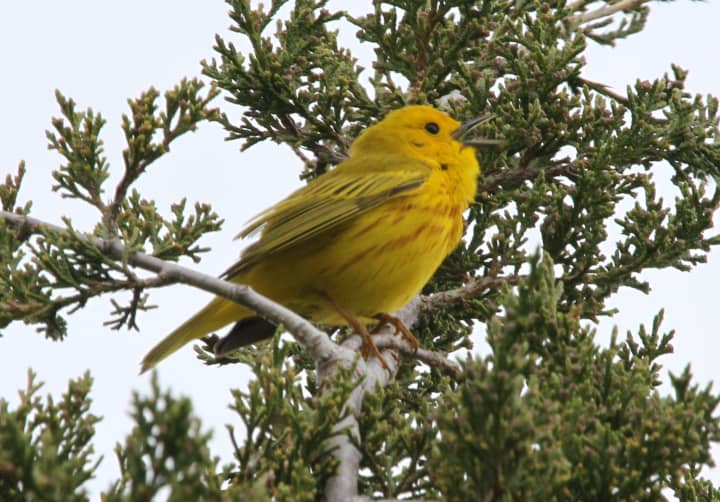 A lecture on Songbirds at the Rowayton Community Center has been rescheduled due to weather. 