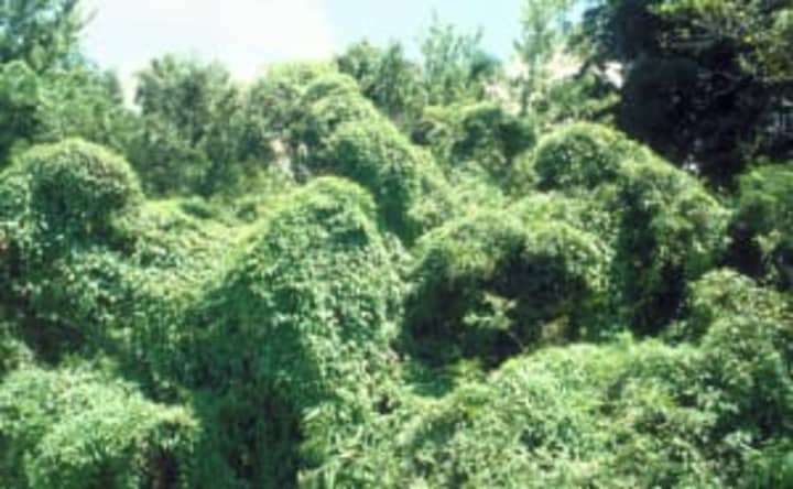 Invasive weeds have become a problem in New Rochelle parks. 