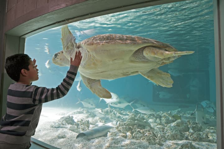 Maritime Aquarium offers &quot;Spring Vacation Adventures&quot; April 13-17.