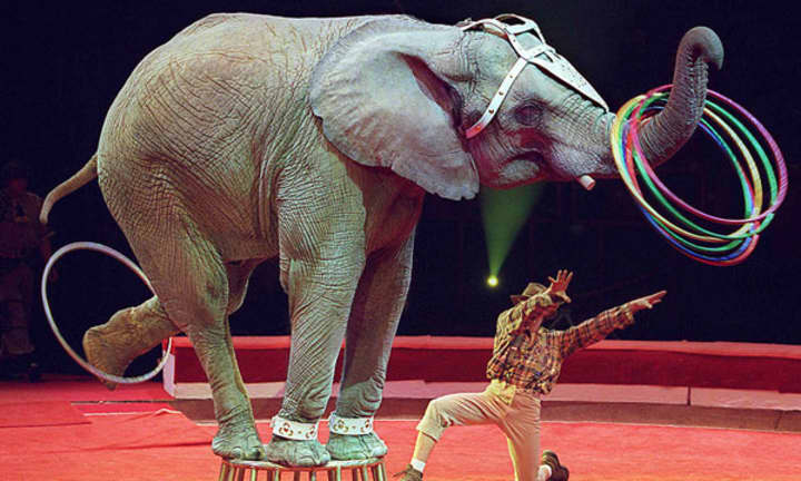 Pace University students were part of the movement to end elephant abuse in circus acts.