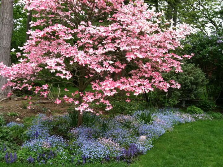 Designed by Darien landscaper Sara McCool, and a sight for sore eyes, is this delightful spring bed in bloom. 