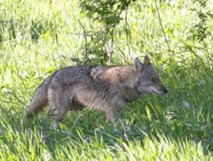 Coyote management has become a significant topic in Westchester.
