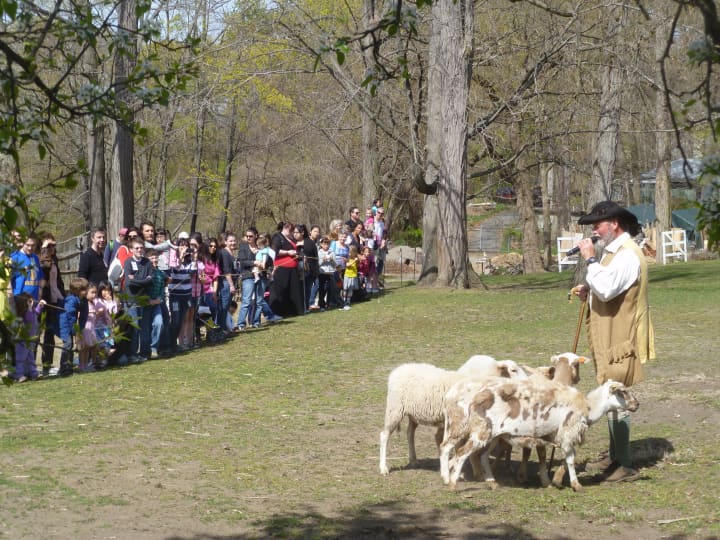A scene from a previous festival, where activities include a demonstration of the shorning of  the  winter coats of sheep.