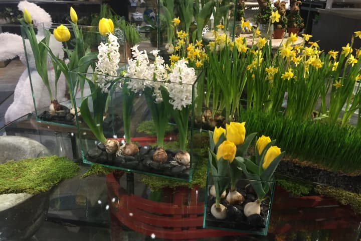 Some of the arrangements that Nielsen&#x27;s Florist in Darien has begun preparing for Easter.