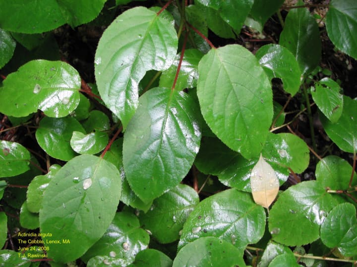 Leaves of the invasive hardy kiwi vine, which will be removed from Brinton Brook Sanctuary.