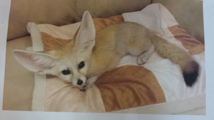 A recent photo of Luna, the missing fennec fox from White Plains.