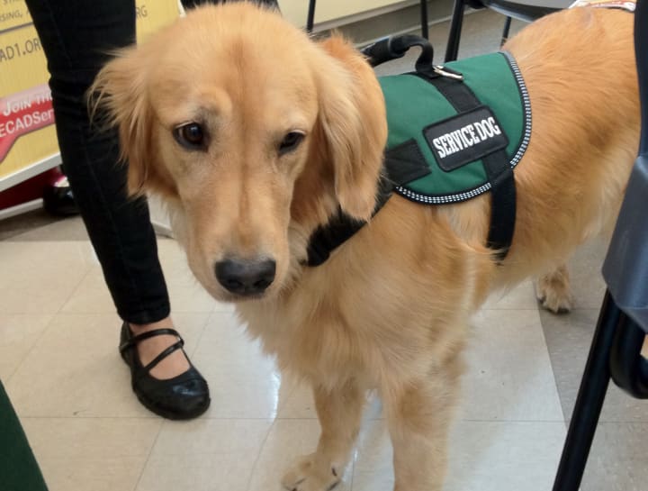 Learn about service and therapy dogs at Englewood Library on Saturday. 