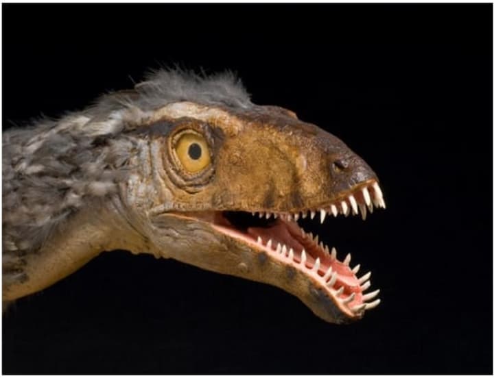 A model, created by Sean Murtha, of Masiakasaurus knopfleri, a small predatory dinosaur with unusual teeth.