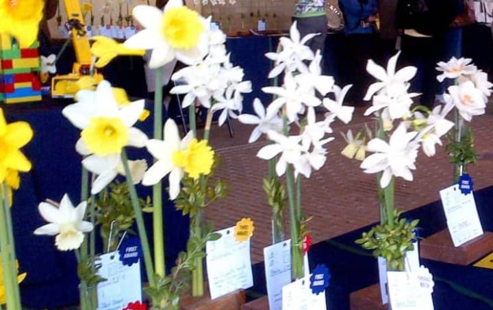 Hold that image for another two weeks. The Little Garden Club of Rye&#x27;s annual daffodil show has been postponed until April 30.