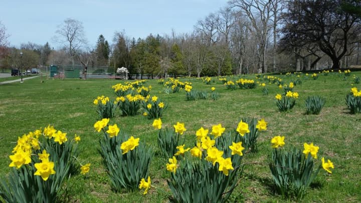 Flowers bloom at Bruce Park in Greenwich. 