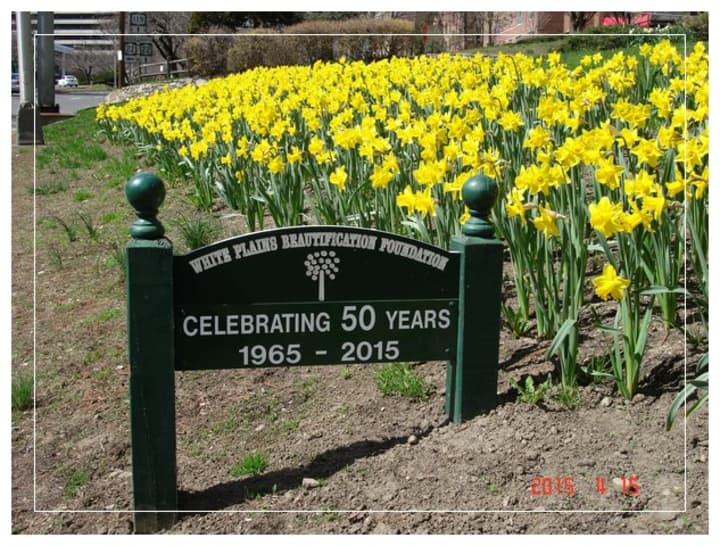 The White Plains Beautification Foundation purchased and planted more than 9,000 Dutch Master daffodil bulbs that are now in bloom. 
