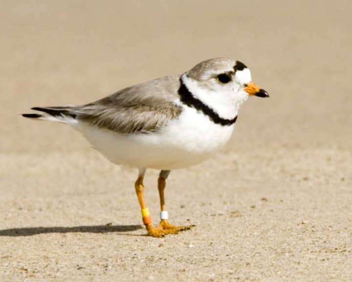 The piping plover is among the summer visitors at Westport&#x27;s Cockenoe Island. 