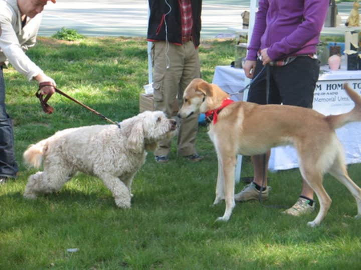 Dogs can reunite at the SPCA of Westchester&#x27;s Dog Walk and Pet Fair. 