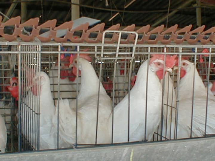 American farmers have not previously had to cope with an outbreak of avian flu this extensive.
