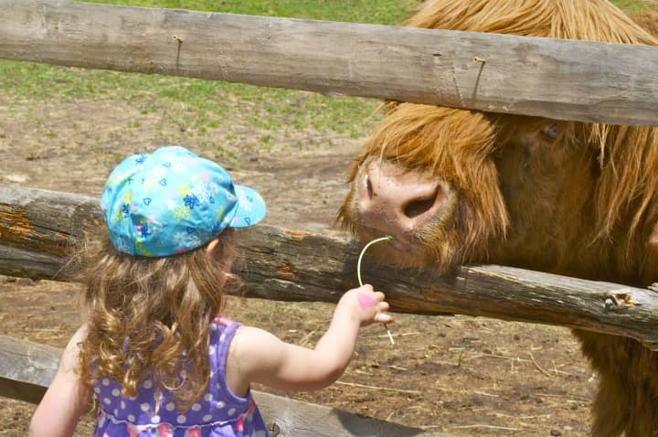 A little girl makes friends with a large cow at the Spring on the Farm Festival over the weekend at the Stamford Museum &amp; Nature Center.