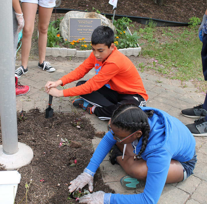 Seventh-graders at Alexander Hamilton Junior High School in Elmsford participated in outdoor community service learning May 22. 