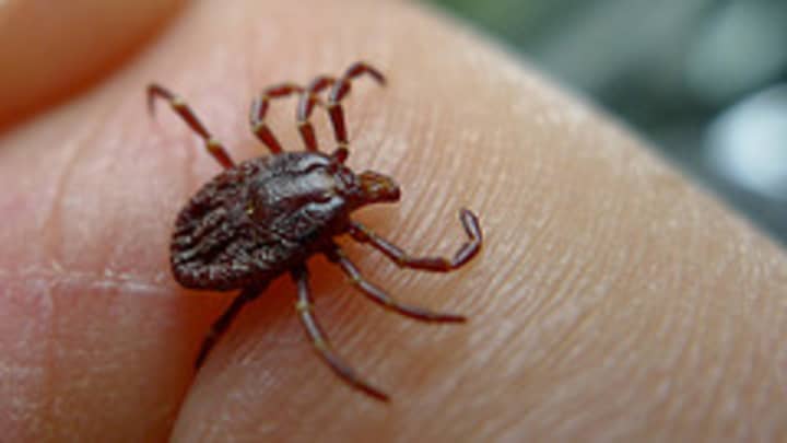 Residents of entire northeastern United States, including Westchester County, need to be more vigilant than usual about protecting themselves from Lyme Disease-spreading ticks, according to a recent study.