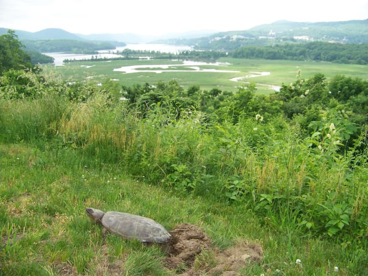 Constitution Marsh Audubon Center and Sanctuary will team with the Boscobel House in Garrison on June 13 for a morning celebrating New York&#x27;s official state reptile, the snapping turtle.