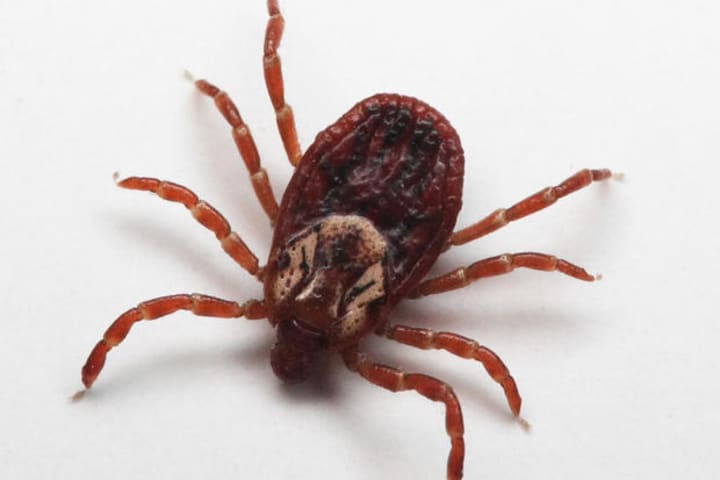 The increase of tick-borne diseases has tripled since 1995.