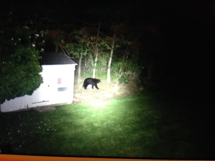A homeowner captured this image of a black bear on Birch Lane in Greenwich over the weekend. 