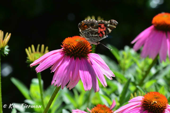 An American Lady butterfly on Coneflower.