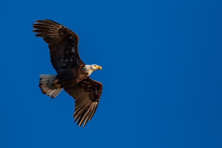 A bald eagle flies over Croton Point Landing.