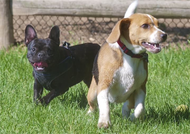 The weather will be perfect to take the pups to the dog park this week in Fairfield County.