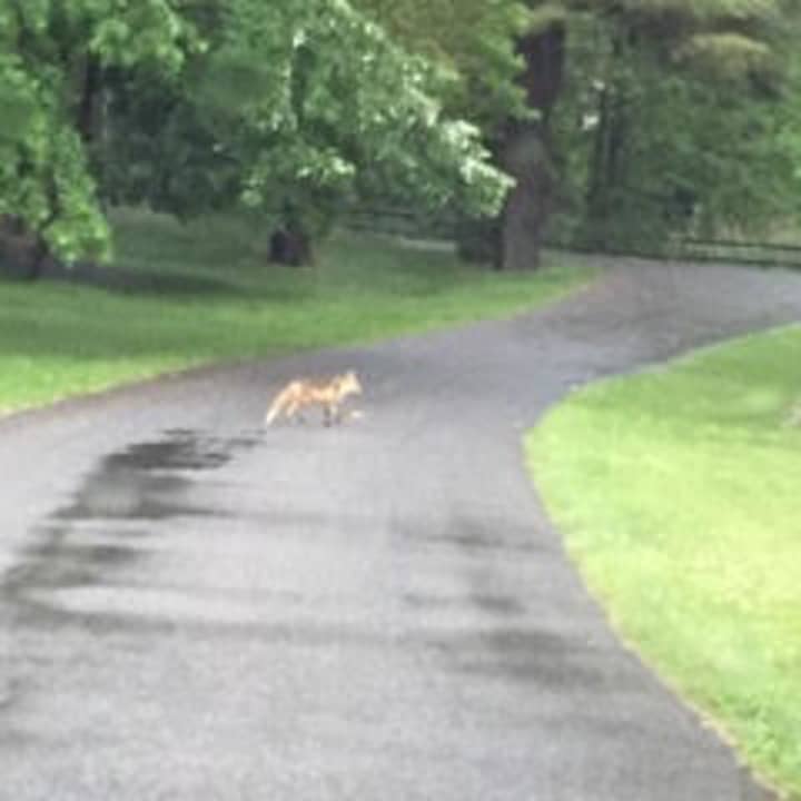 A fox was spotted running through Darien recently. 