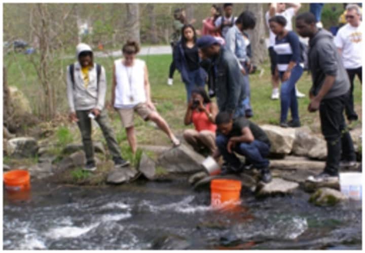 Students from Mount Vernon High School&#x27;s Fish Hatchery program release more than 300 brown trout on May 5 at the Ward Pound Ridge Reservation.