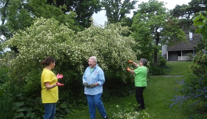 Volunteers from United Technology Corp. in Danbury are guided by Danbury Garden Club members in taking care of the Danbury Museum and Historical Society&#x27;s gardens.