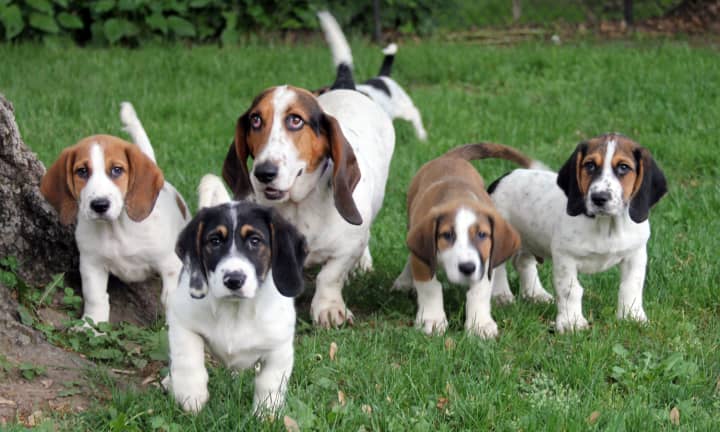 Some of the beagles and hounds up for adoption at Pet Rescue in Harrison on Saturday.