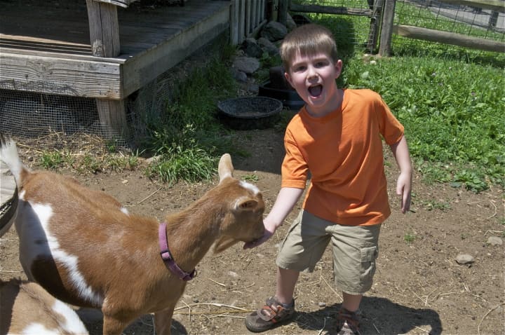 A boy feeds a baby goat Sunday at the Stamford Museum &amp; Nature Center&#x27;s &#x27;Farm Families&#x27; day.