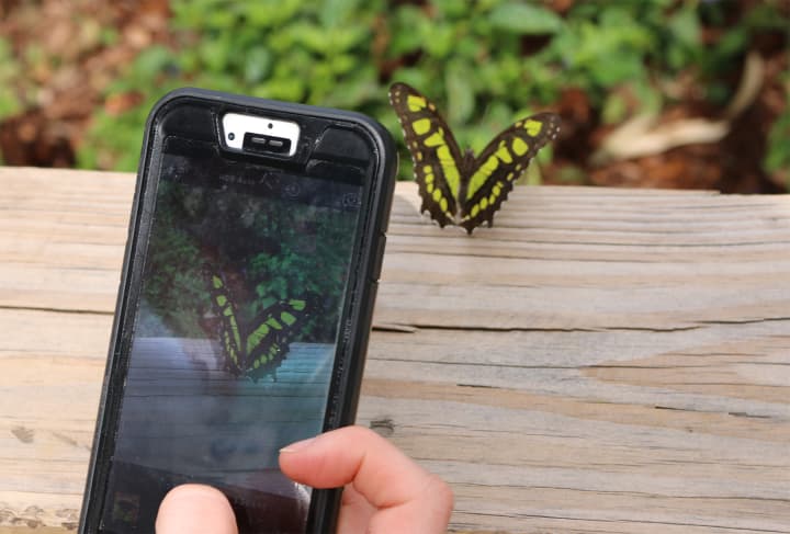 Learn how to take photos of butterflies with your cell phone June 24 at the Maritime Aquarium.