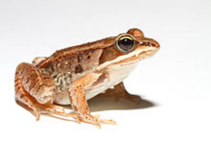 A battle erupted in the New York Senate over the adoption of the wood frog as the state amphibian. 
