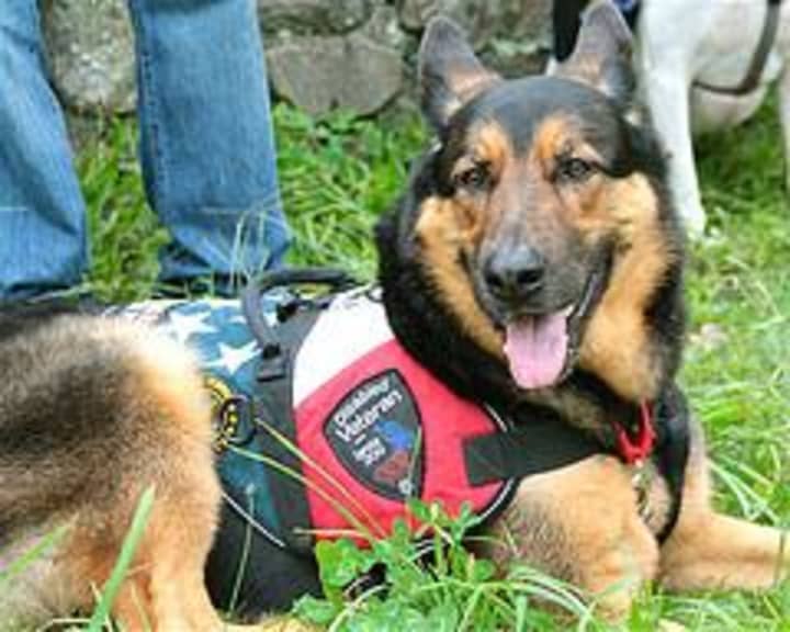 Train a Dog Save a Warrior will be at the Stamford Elks for a fundraiser on Saturday.