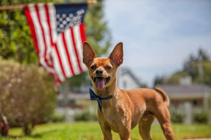 Driven by a fearful reaction to fireworks and other loud sights and sounds, dogs and cats that flee from their homes often end up in municipal animal shelters, according to a press release.