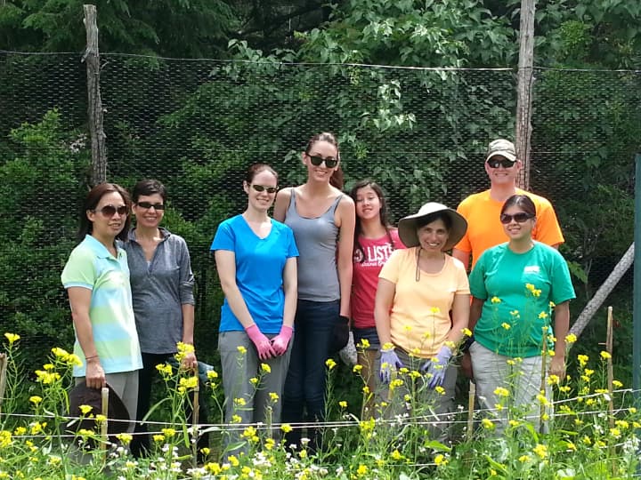 A group of volunteers from NUK, a division of Gerber, helped with weeding and the harvesting of crops at the Westchester Land Trust&#x27;s Sugar Hill Farm.