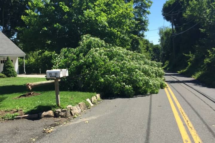 A downed tree blocks the road on Prospect Street in Ridgefield. 