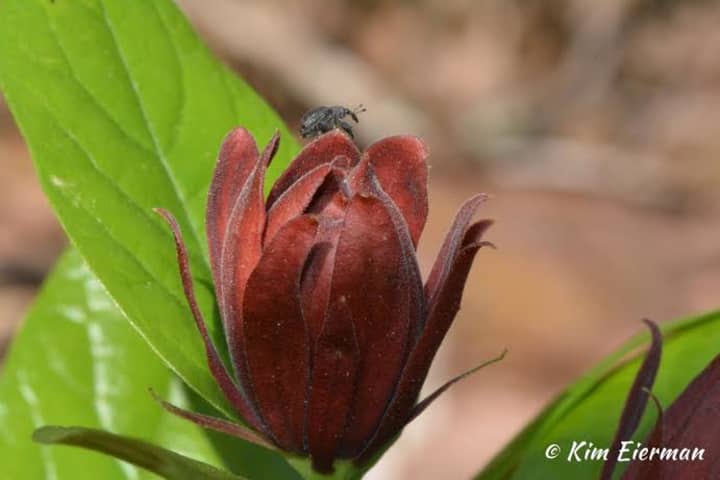 Sweetshrub (Calycanthus floridus) and Its Beetle Pollinator
