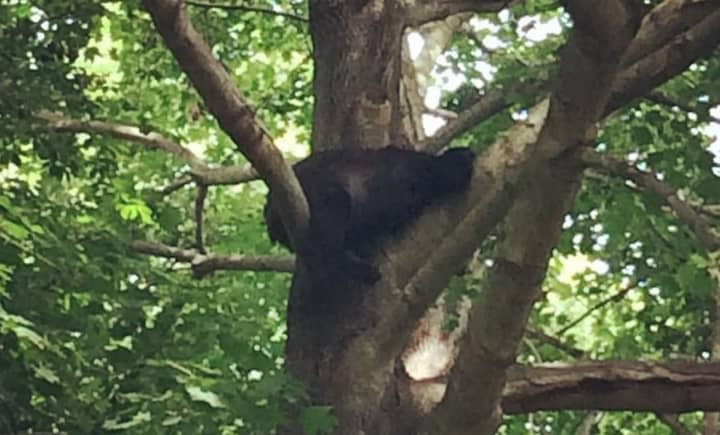 A black bear cub sleeps in a tree Thursday afternoon in Fairfield. 