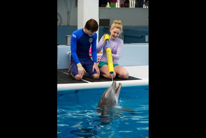 A scene from &quot;Dolphin Tale 2.&quot; 