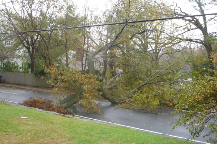 This fallen tree was blocking Sound Shore Rd. on Tuesday.