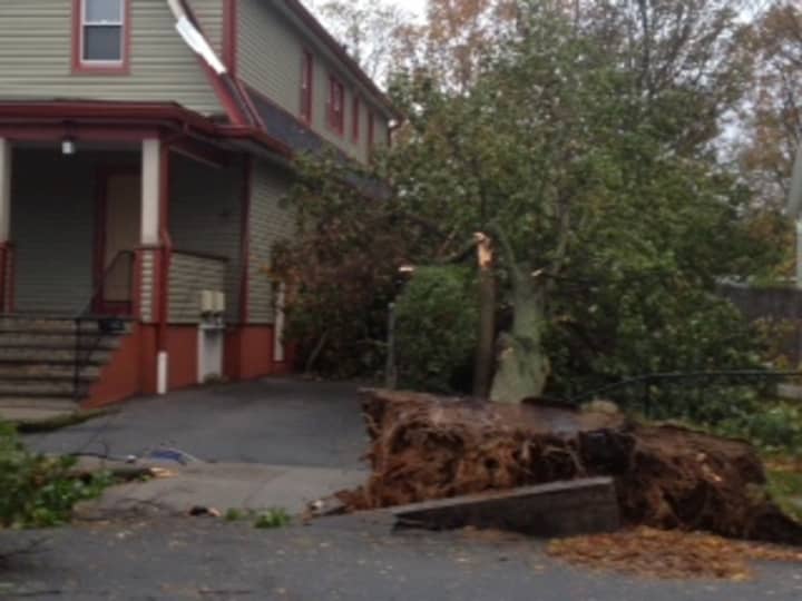 A tree down near a house in New Rochelle